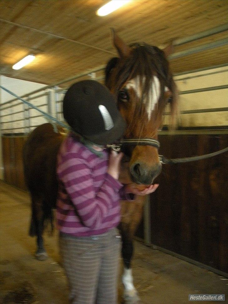 Welsh Cob (sec D) Tomba <3  (Halvpart) - nusse og godbider er bare det bedste :). Foto: Christina  billede 6