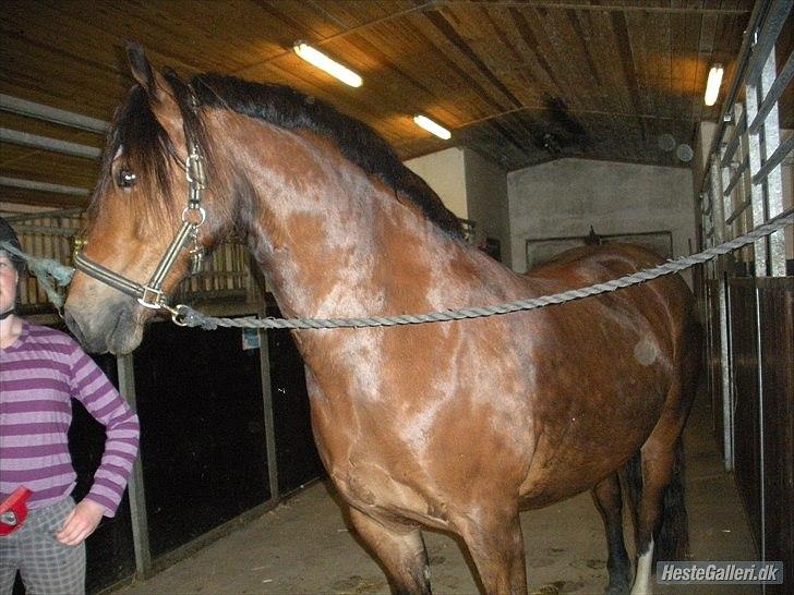 Welsh Cob (sec D) Tomba <3  (Halvpart) - har du flere godbider?. Foto: Christina  billede 7