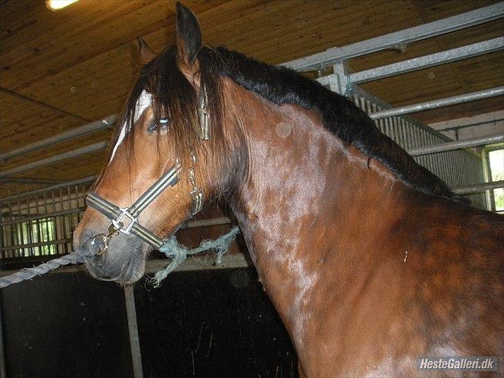 Welsh Cob (sec D) Tomba <3  (Halvpart) - er du ikke snart færdig med og tage billeder?. Foto: Christina  billede 8