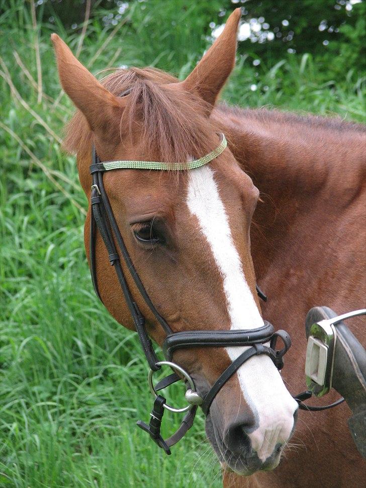 Frederiksborg Frederikke - hun elsker at snuse til min støvle billede 8