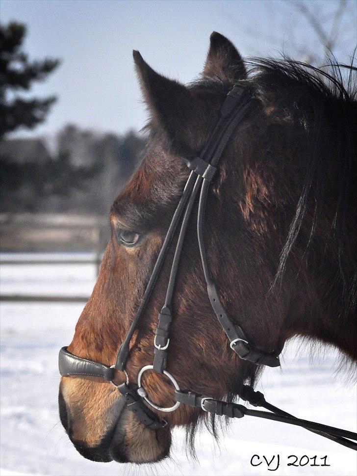 Welsh Cob (sec D) Thornvig Welsh Sensation - Portræt d. 20. feb 2011 billede 16
