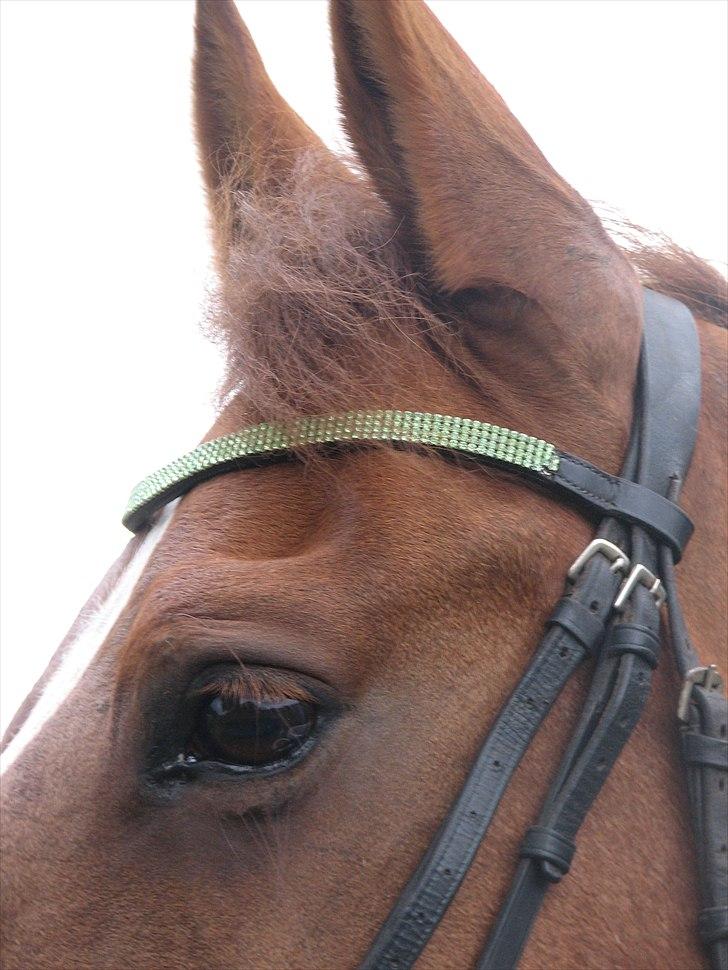 Frederiksborg Frederikke billede 10