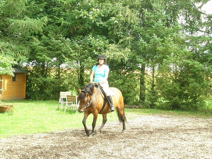 Anden særlig race Wendy - Elsker en go´ ridetur! billede 4