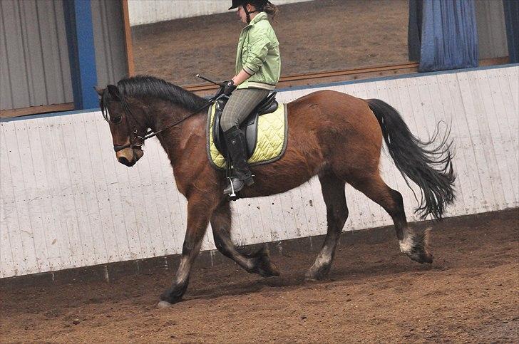 Welsh Cob (sec D) Thornvig Welsh Sensation - Træning d. 20. marts 2011 billede 17