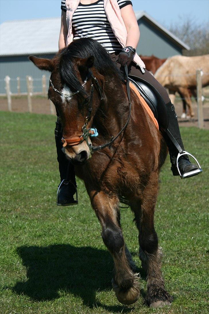 Welsh Cob (sec D) Thornvig Welsh Sensation - Bidløs træning d. 20. maj 2011 billede 18