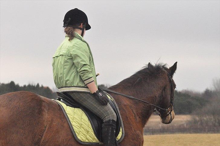 Welsh Cob (sec D) Thornvig Welsh Sensation - Tak for denne gang! billede 19