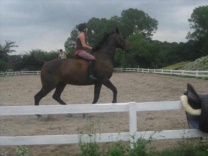 Oldenborg Teglgårdens Farengo. SOLGT ;-( - fri galop uden sadel  billede 4