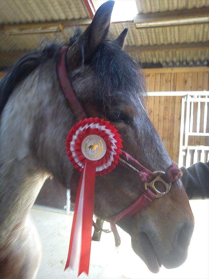 Anden særlig race Manou  *Klubmester spring 2012* - Manou med sin fine roset efter vores første stævne :-) billede 4