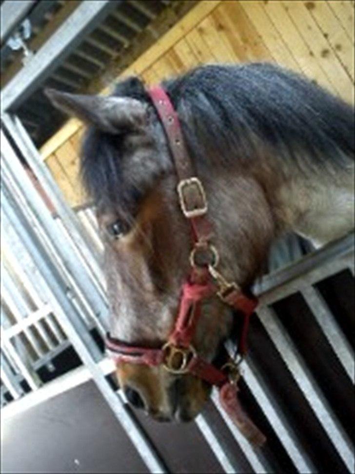 Anden særlig race Manou  *Klubmester spring 2012* billede 5