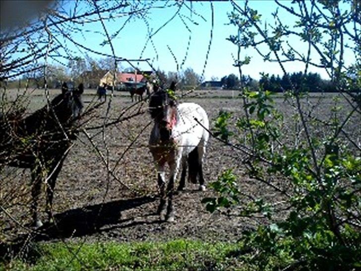 Anden særlig race Manou  *Klubmester spring 2012* - Manou på fold billede 6