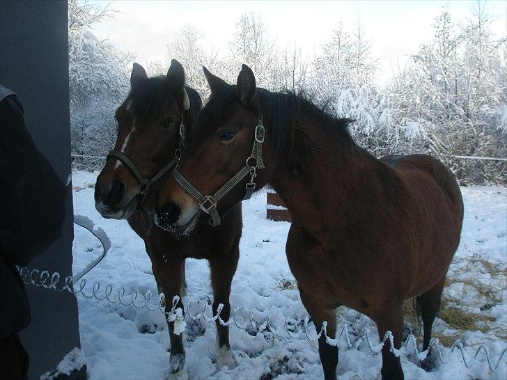 Anden særlig race Wendy - Er der mad nu.. hva´ hva´..? billede 7