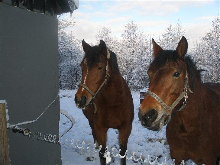 Anden særlig race Wendy - Mig og Pimer! Ej, det billede blev da ikke så godt, moar :o) billede 8