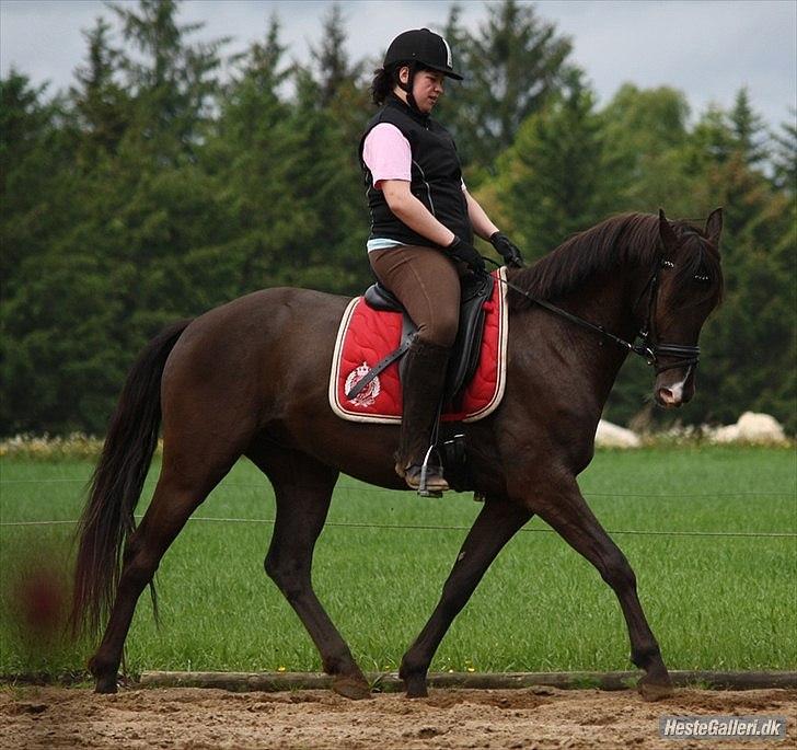 DSP Dark Dustin - Babyhest <3 - Taget af hende den seje Marí Foto© * - hende som jeg låner ham af :) billede 14