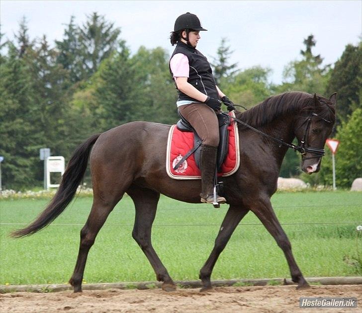 DSP Dark Dustin - Babyhest <3 - Taget af hende den seje Marí Foto© * - hende som jeg låner ham af :) billede 20