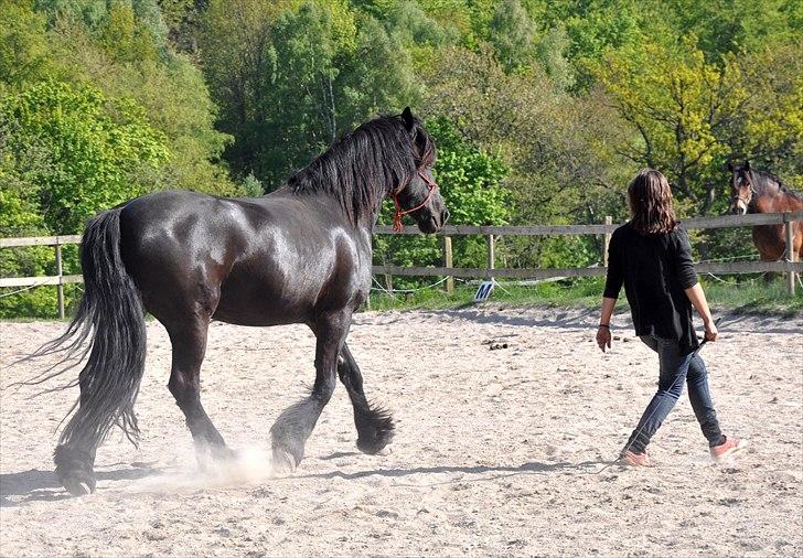 Frieser Kamma af Lysholm Solgt  - Synkron trav <3  billede 12