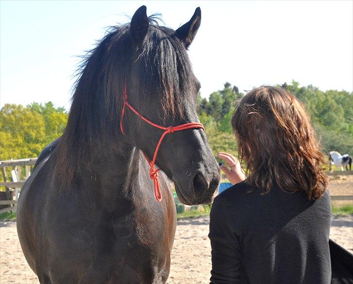 Frieser Kamma af Lysholm Solgt  - smukke<3 billede 13