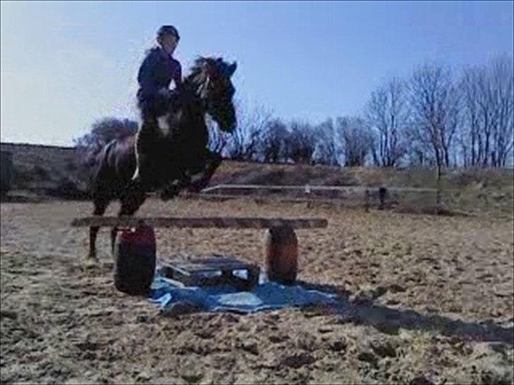 New Forest montana - Spring uden saddel! :-) billede 12