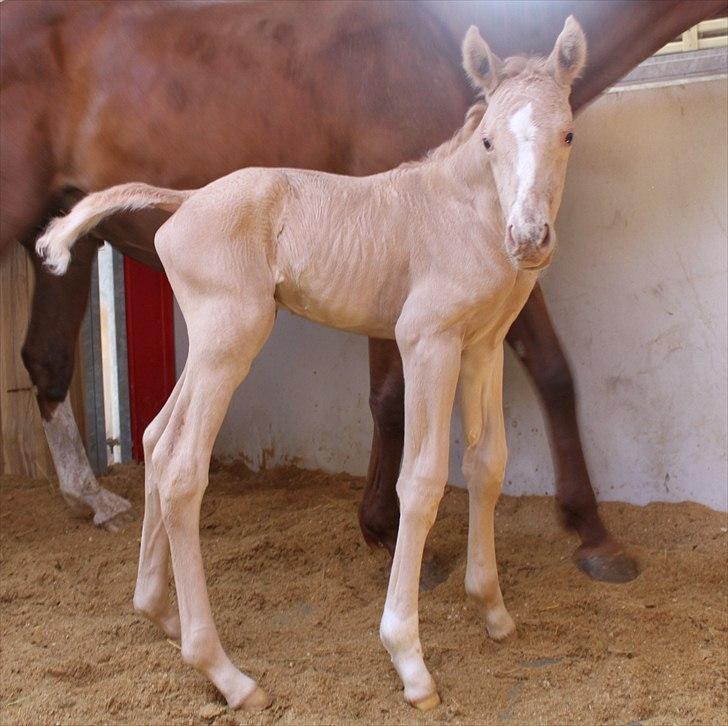 Anden særlig race Lando Blue SOLGT - dagen derpå efter en hård fødsel, så ser jag da ret godt ud : O billede 1