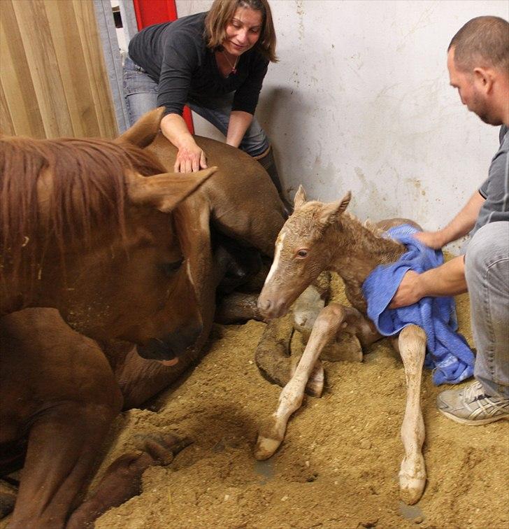 Anden særlig race Lando Blue SOLGT - Ja tør mig lige lidt... billede 2