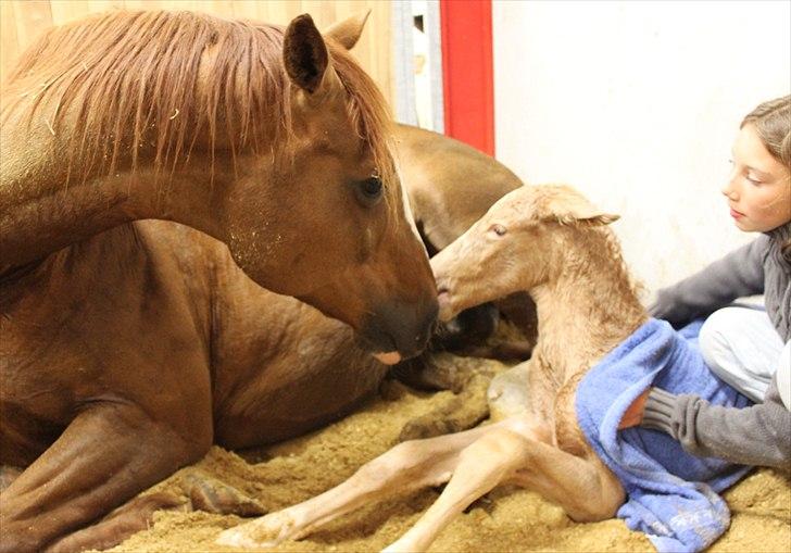 Anden særlig race Lando Blue SOLGT - Kærlig snusen mellem mor og søn billede 3