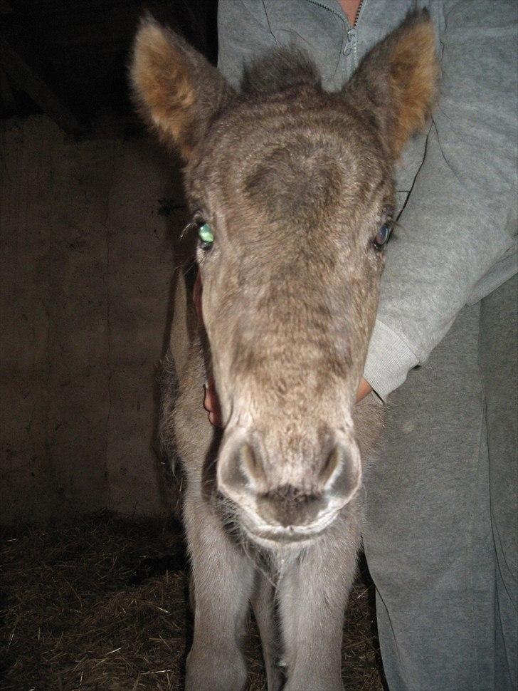 Islænder Anes Minde R.I.P billede 1