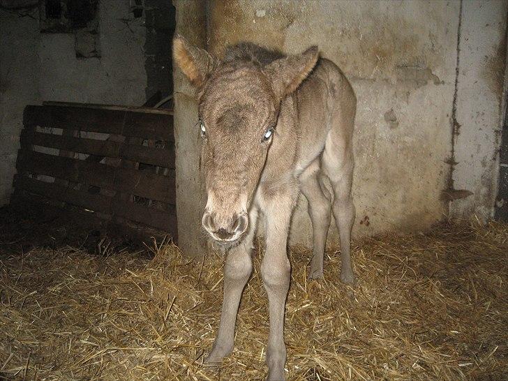 Islænder Anes Minde R.I.P billede 2