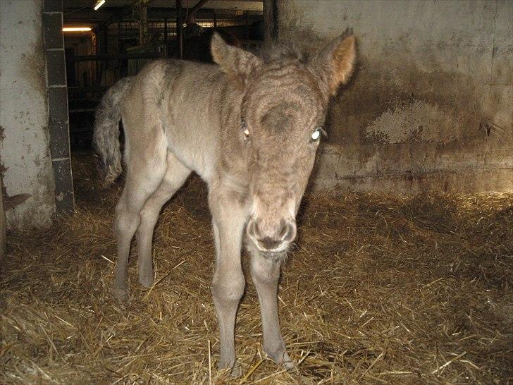 Islænder Anes Minde R.I.P billede 3