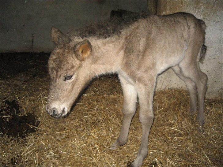 Islænder Anes Minde R.I.P billede 4