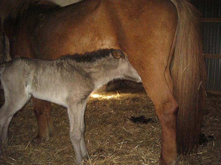 Islænder Anes Minde R.I.P billede 5