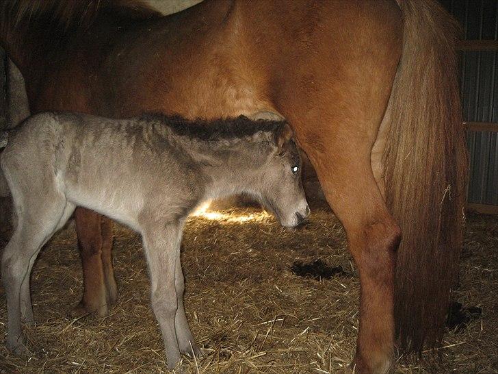 Islænder Anes Minde R.I.P billede 6