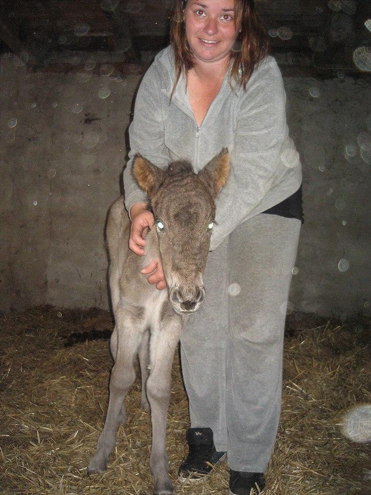 Islænder Anes Minde R.I.P billede 7