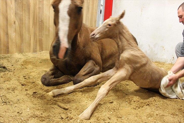 Anden særlig race Lando Blue SOLGT - Det var de 2 første ben ! billede 4