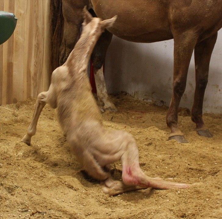 Anden særlig race Lando Blue SOLGT - Det er dælme svært, når man har 4 ben : ) billede 5