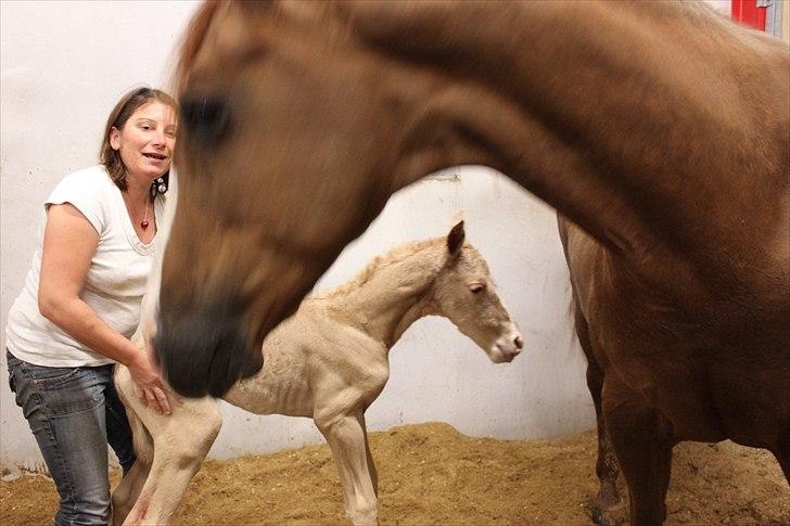 Anden særlig race Lando Blue SOLGT - Lidt hjælp til at holde balancen : ) billede 6