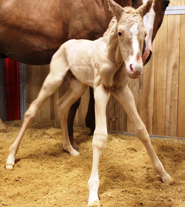 Anden særlig race Lando Blue SOLGT - Bambi ?? billede 7