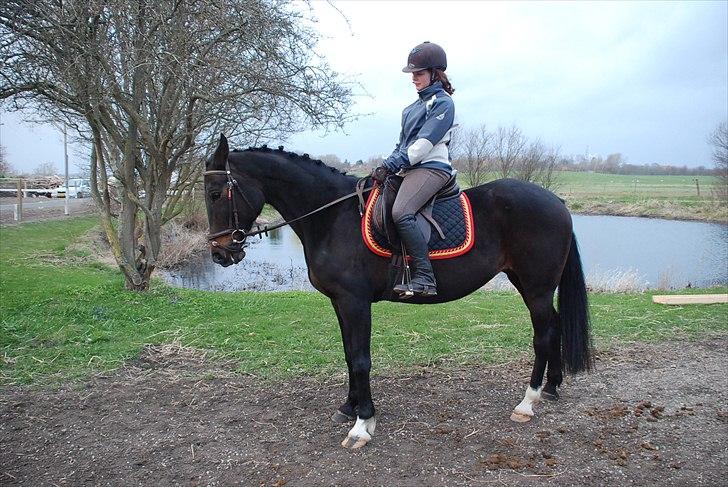 Traver April Dalimo - dressur / strigle konkurence starten af 2011 billede 1