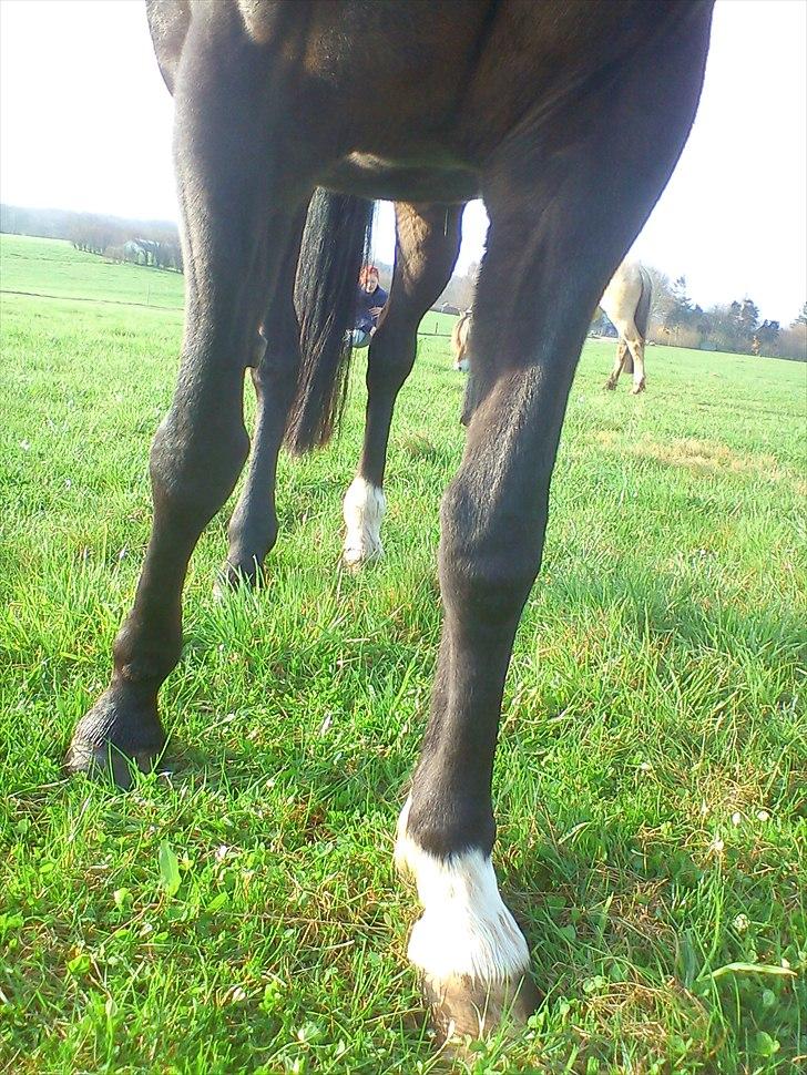 Traver April Dalimo billede 2