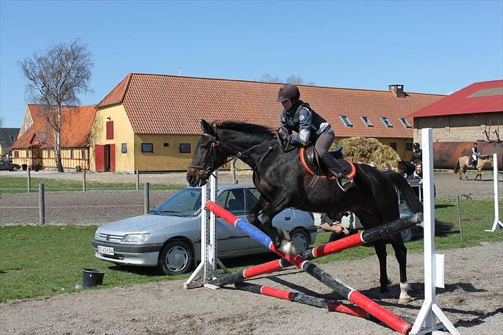 Traver April Dalimo - Springning 70 cm. Starten af 2011 (hun er svær at springe på det er derfor jeg sidder som jeg sidder) billede 3