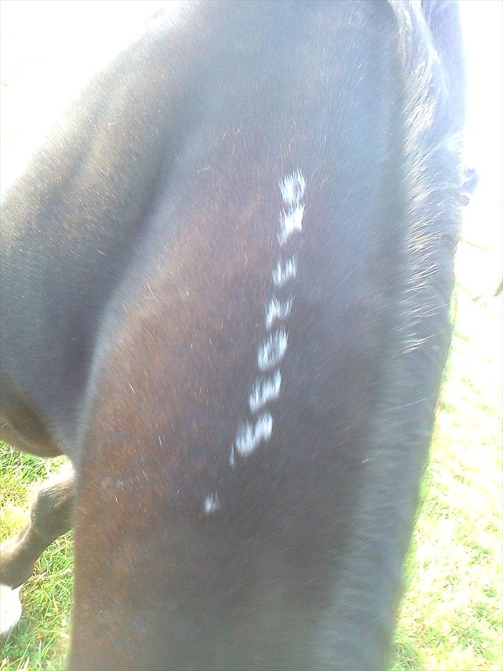 Traver April Dalimo billede 6