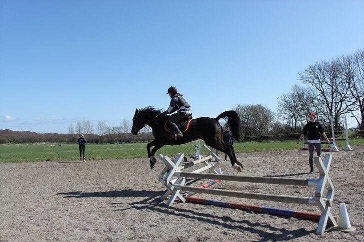 Traver April Dalimo - Springning 70 cm. Starten af 2011 (hun er svær at springe på det er derfor jeg sidder som jeg sidder) billede 7