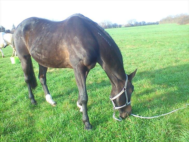 Traver April Dalimo billede 12