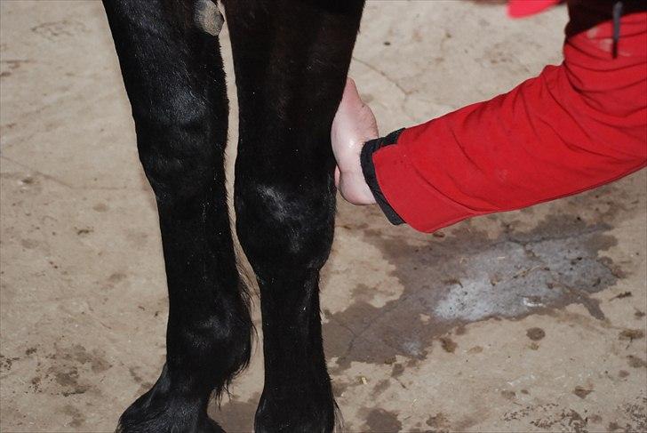 Traver April Dalimo - hun får målt puls efter distance. Puls på 48 ;) billede 13