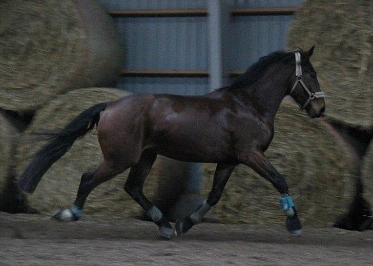 Anden særlig race Barolo(Bølle)<3 HIMMELHEST <3 billede 1