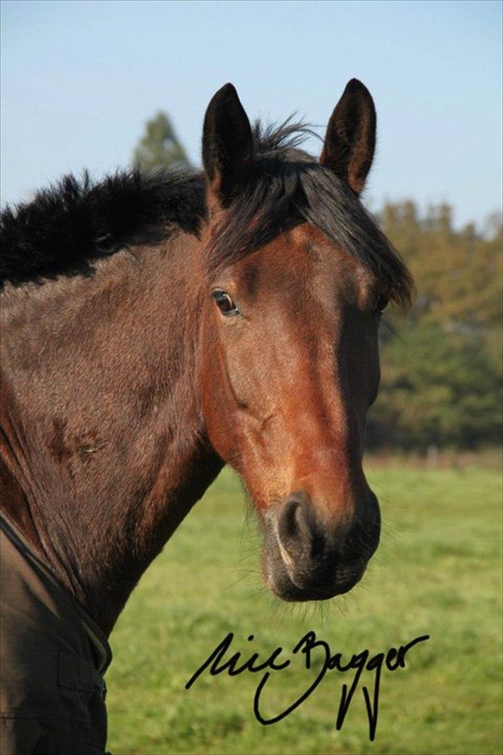 Anden særlig race Barolo(Bølle)<3 HIMMELHEST <3 billede 2