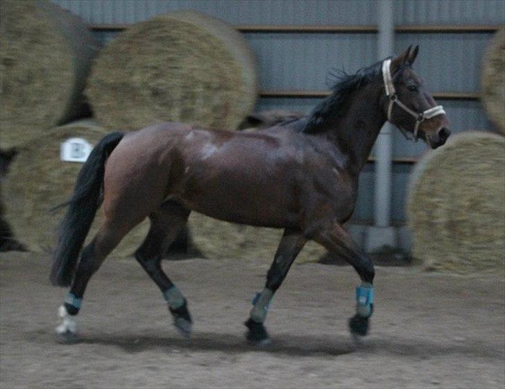 Anden særlig race Barolo(Bølle)<3 HIMMELHEST <3 billede 4