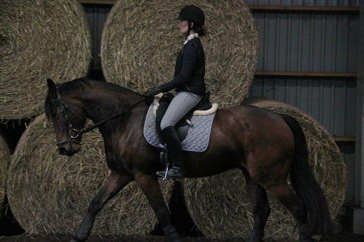 Anden særlig race Barolo(Bølle)<3 HIMMELHEST <3 billede 5