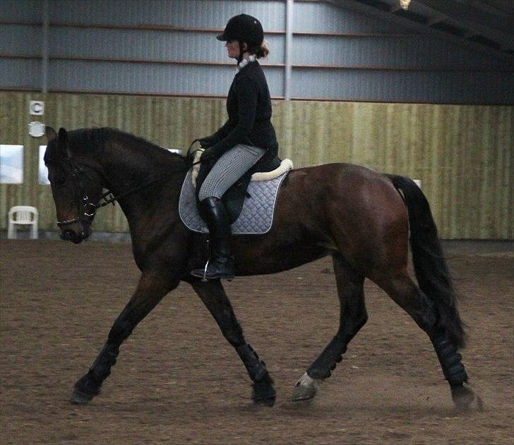 Anden særlig race Barolo(Bølle)<3 HIMMELHEST <3 billede 6