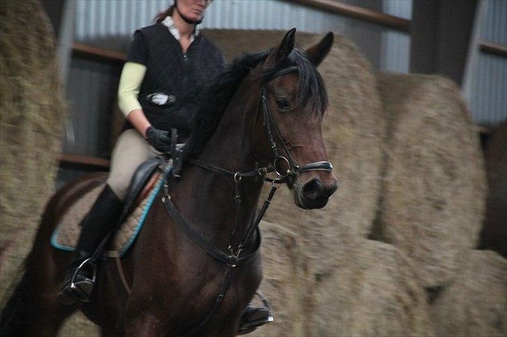 Anden særlig race Barolo(Bølle)<3 HIMMELHEST <3 billede 7