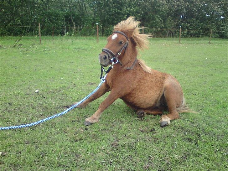 Shetlænder Bambi - Solgt billede 1