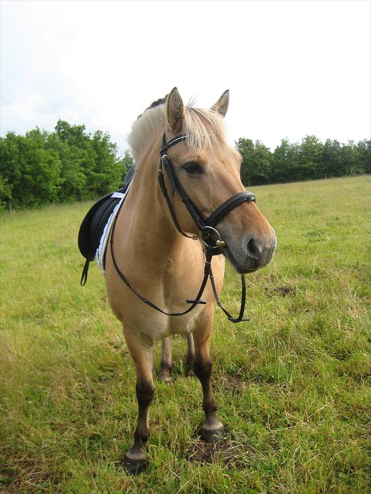 Fjordhest Beauty (solgt) billede 3